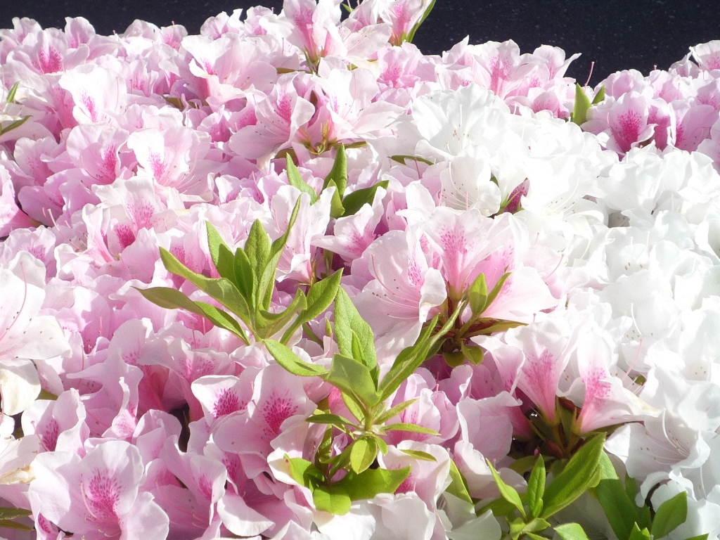 新しい仲間を迎えました